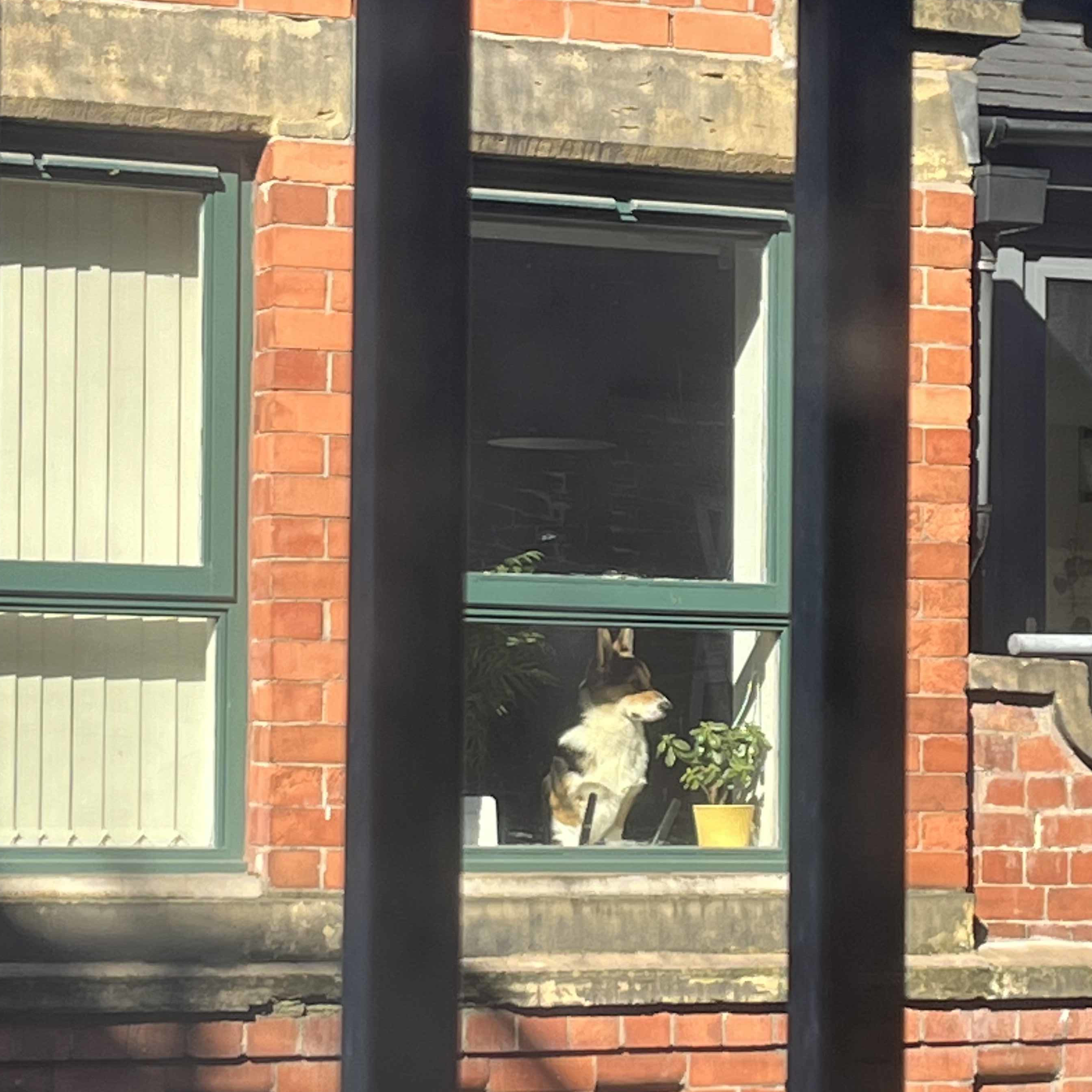 A cute dog in a window